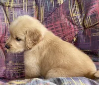 Belle, a female Golden Retriever for sale in Fair Play, SC – Photo 9 of 10