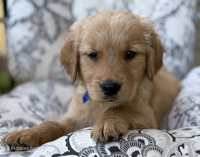 Sparrow  – Golden Retriever puppy for sale in Fair Play, SC