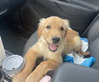 Ace, a male Golden Retriever for sale in Fair Play, SC – 5 of 5