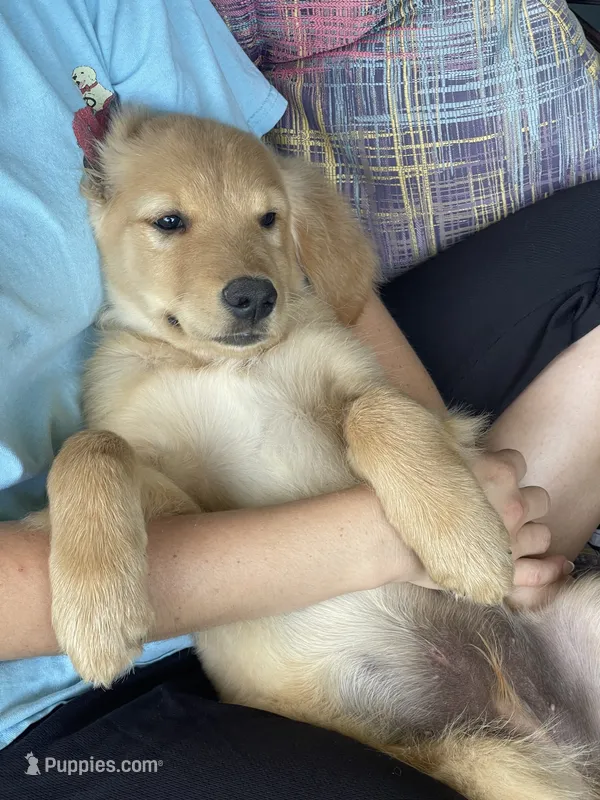 Ace – Golden Retriever puppy for sale in Fair Play, SC