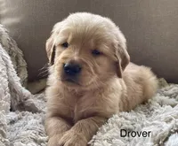 Drover, a male Golden Retriever for sale in Fair Play, SC – Photo 1 of 10