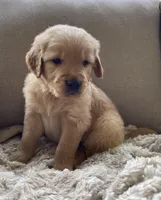 Drover, a male Golden Retriever for sale in Fair Play, SC – Photo 2 of 10