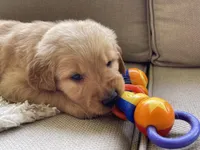 Drover, a male Golden Retriever for sale in Fair Play, SC – Photo 9 of 10