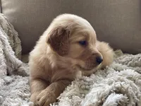 Drover, a male Golden Retriever for sale in Fair Play, SC – Photo 7 of 10