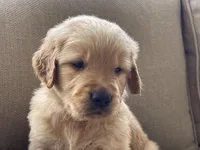 Drover, a male Golden Retriever for sale in Fair Play, SC – Photo 5 of 10