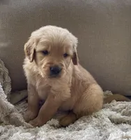 Drover, a male Golden Retriever for sale in Fair Play, SC – Photo 3 of 10