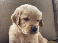 Drover, a male Golden Retriever for sale in Fair Play, SC – Photo 4 of 10