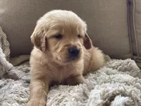 Drover, a male Golden Retriever for sale in Fair Play, SC – Photo 8 of 10