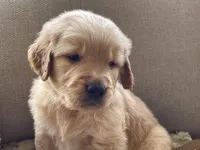 Drover, a male Golden Retriever for sale in Fair Play, SC – Photo 6 of 10