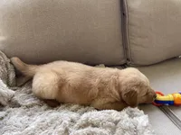 Drover, a male Golden Retriever for sale in Fair Play, SC – Photo 10 of 10