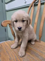 Tony , a male Golden Retriever for sale in Fair Play, SC – 6 of 7