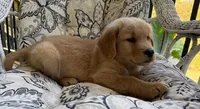 Tony , a male Golden Retriever for sale in Fair Play, SC – 6 of 8