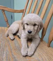 Spike, a male Golden Retriever for sale in Fair Play, SC – 2 of 5