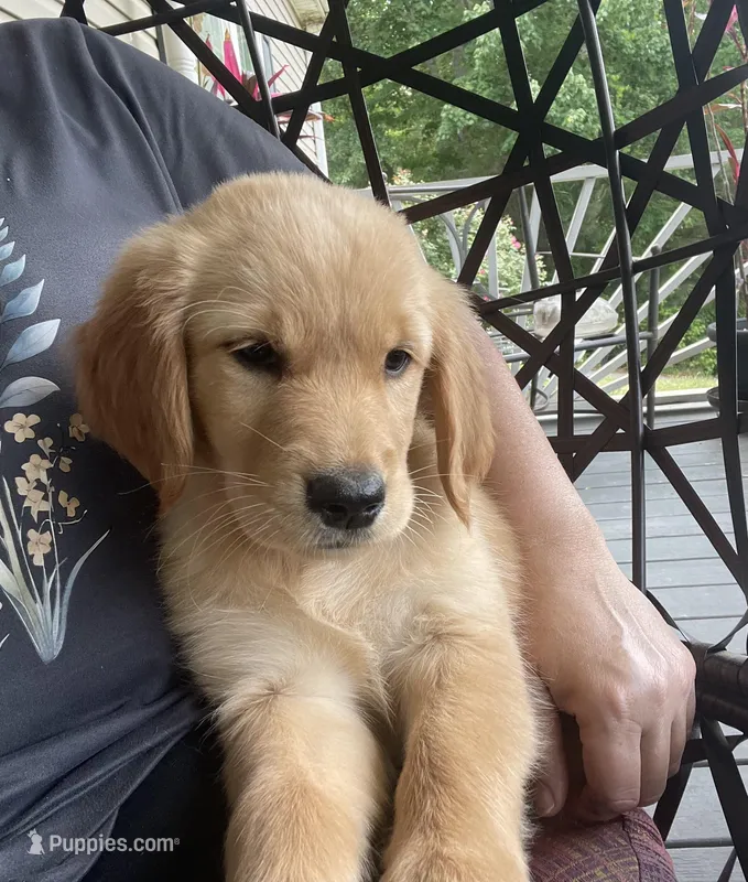 Rosie  – Golden Retriever puppy for sale in Fair Play, SC