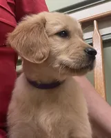 Rosie , a female Golden Retriever for sale in Fair Play, SC – Photo 2 of 4