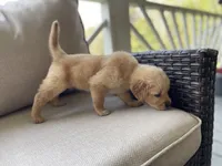 Rosie , a female Golden Retriever for sale in Fair Play, SC – Photo 3 of 4