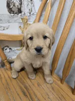 Ella , a female Golden Retriever for sale in Fair Play, SC – 4 of 5