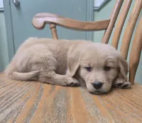 Tony , a male Golden Retriever for sale in Fair Play, SC – 2 of 7