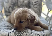 Goldenrod , a female Golden Retriever for sale in Fair Play, SC – Photo 2 of 7