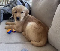 Goldenrod , a female Golden Retriever for sale in Fair Play, SC – Photo 6 of 7