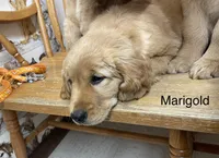 Marigold , a female Golden Retriever for sale in Fair Play, SC – Photo 1 of 9