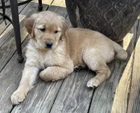 Marigold , a female Golden Retriever for sale in Fair Play, SC – Photo 9 of 9