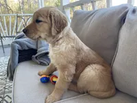 Goldenrod , a female Golden Retriever for sale in Fair Play, SC – Photo 7 of 7