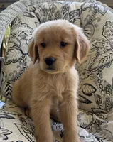 Tony , a male Golden Retriever for sale in Fair Play, SC – 3 of 8