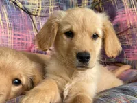 Ace, a male Golden Retriever for sale in Fair Play, SC – 3 of 5