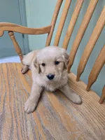 Sparrow , a male Golden Retriever for sale in Fair Play, SC – 6 of 8