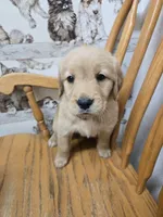 Ella , a female Golden Retriever for sale in Fair Play, SC – 5 of 5