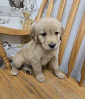 Ella , a female Golden Retriever for sale in Fair Play, SC – 2 of 5