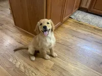 Ace, a male Golden Retriever for sale in Fair Play, SC – 4 of 5