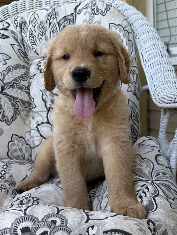 Spike – Golden Retriever puppy for sale in Fair Play, SC