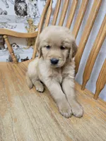 Gilbert, a male Golden Retriever for sale in Fair Play, SC – 2 of 5