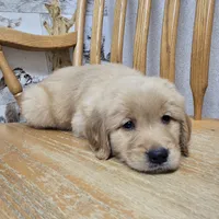 Gilbert, a male Golden Retriever for sale in Fair Play, SC – 3 of 5
