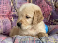 Todd, a male Golden Retriever for sale in Fair Play, SC – Photo 4 of 5