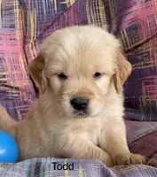 Todd, a male Golden Retriever for sale in Fair Play, SC – Photo 1 of 5