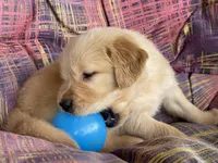 Todd, a male Golden Retriever for sale in Fair Play, SC – Photo 5 of 5