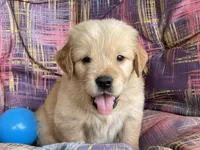 Todd, a male Golden Retriever for sale in Fair Play, SC – Photo 2 of 5