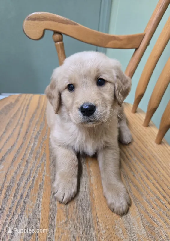 Sparrow  – Golden Retriever puppy for sale in Fair Play, SC