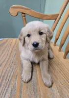 Sparrow , a male Golden Retriever for sale in Fair Play, SC – 1 of 8