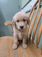 Tony , a male Golden Retriever for sale in Fair Play, SC – 3 of 7