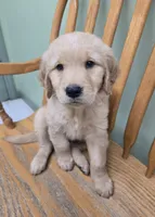 Spike, a male Golden Retriever for sale in Fair Play, SC – 3 of 5