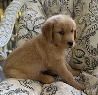 Tony , a male Golden Retriever for sale in Fair Play, SC – 2 of 8
