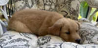 Tony , a male Golden Retriever for sale in Fair Play, SC – 4 of 8