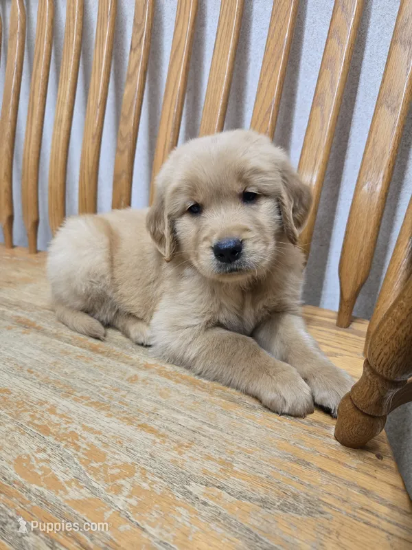 Gilbert – Golden Retriever puppy for sale in Fair Play, SC