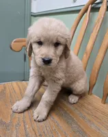 Spike, a male Golden Retriever for sale in Fair Play, SC – 4 of 5