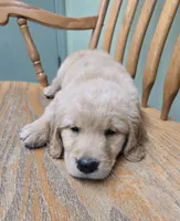 Spike, a male Golden Retriever for sale in Fair Play, SC – 5 of 5