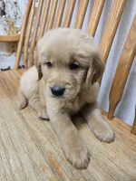 Gilbert, a male Golden Retriever for sale in Fair Play, SC – 5 of 5